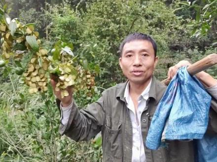 大叔又去山里挖野生山药,你们认识野生山药吗?一起来看看吧#大山里的原生态