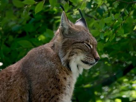 猞猁厉害吗?#动物世界 #精彩的动物世界 #北境之王