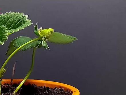 #延时摄影机下:30秒看完25天#草莓生长全过程