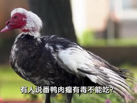 以前农村常见的番鸭,为什么现在没人养了?是不好吃吗? #科普 #涨知识 #番鸭