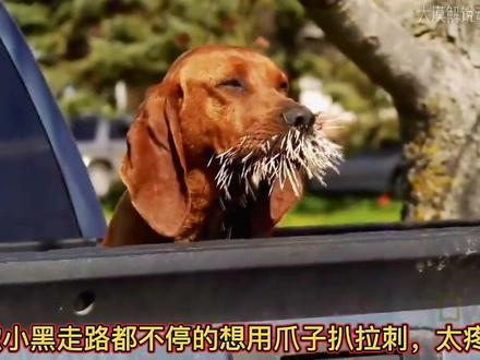 两只狗狗被豪猪扎得满嘴都是刺!#神奇动物在抖音 #百亿流量扶持 #动物世界 #狗狗 #豪猪刺