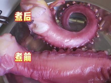 怪!章鱼足煮完直接缩水一半!业内:缩水不是关键,这个所谓的章鱼其实是鱿鱼......#章鱼足 #大鱿鱼