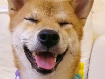 飞机耳眯眯眼你值得拥有 🤣 #vlog萌宠日常 #柴犬