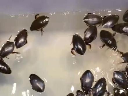 龙虱在粤语中叫做 “水曱甴”(粤语音ga za),即水蟑螂,淡盐水煮了或者油炸都很好吃。此为金边龙虱,母的比公的贵。
食用龙虱,要先去掉足翅,然后把头除去,去头的时候,轻轻连带拉出内脏,然后嚼食,就是咂摸个味儿。来一个尝尝?