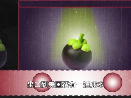 一颗山竹在美国卖几十块? 起底“水果皇后”背后的天价供应链!#硬核科普 #天价水果 #山竹 #纪录片解说 #人间观察计划