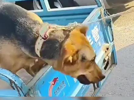 通人性看家狗被卖,扑进主人怀里哀求,600 块买断所有信任#救助流浪动物