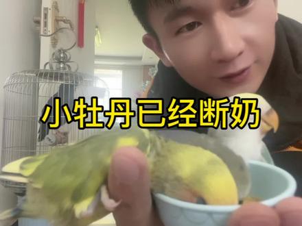 还没起毛的小牡丹已经断奶,自己会吃小米了#牡丹鹦鹉
