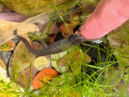 推荐养个小火龙吧#东方蝾螈 #鱼缸里的大自然 #生态缸