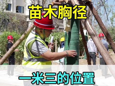 什么是树木的胸径呢?#绿化 #远洲大都汇
