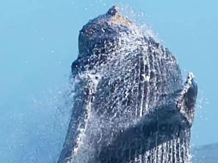 巨无霸座头鲸跃出水面,拍打藤壶,看着难受