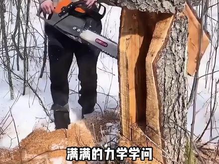 男子用妙招精准控制大树倒向,远离砸伤风险 #伐树技巧 #安全伐木 #树木定向倾倒 #户外实操 #实用妙招