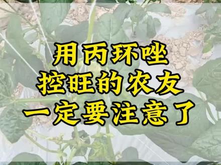 冬季控旺要慎重,一定要注意用量!#豆角控旺