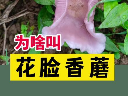 花脸香蘑、紫丁香蘑有什么区别#紫花脸 #野蘑菇 #野生菌 #云南野生菌