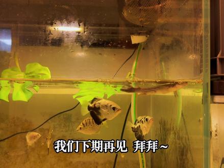 什么鱼能长四只眼睛? #科普 #水族 #养鱼日记 #水族馆 #观赏鱼
大鳞四眼鱼 Anableps anableps
国内一般直接叫“四眼鱼”或加上产地变成“巴西四眼鱼/苏里南四眼鱼”,但是都是一个物种。英文俗称 Largescale foureyed Fish的意思和中文名完全一致,没办法这玩意儿的特点太鲜明了……
虽然采集地多在河口但可以纯淡水长期饲养。由于这鱼运输损耗很高导致国内价格一直居高不下,有条件的情况下当然还是群养最好,之后再来货想再买三四条玩,如果价格能到四位数以下还能再多买点。