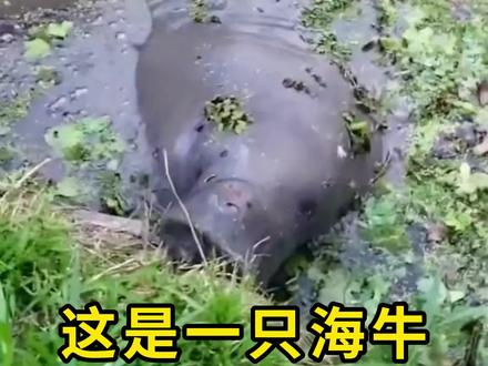 海牛和鳄鱼做好朋友,是真的牛! #海牛 #科普 #涨知识 #鳄鱼 #神奇动物在抖音