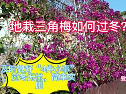 地栽三角梅如何过冬?及时做好“4件小事”,过冬无忧,简单实用#三角梅 #三角梅养护 #热点