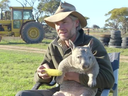 老外拿玉米投喂袋熊,袋熊十分羞涩,下一秒憋住别笑 #袋熊 #新奇 #精彩