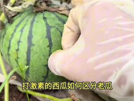 打激素的西瓜如何区分?老瓜农教你一招,学会了老板不敢忽悠你