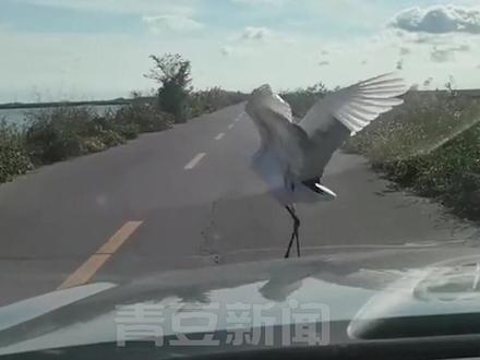 汽车行驶中遇仙鹤拦路,没想到下一秒竟翩翩起舞