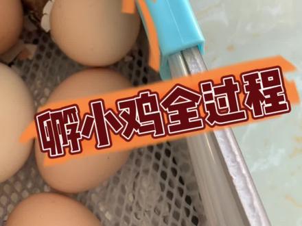#在家孵蛋 满足娃的要求,孵小鸡全记录#生命的力量 #鸡宝宝 #人工孵化
