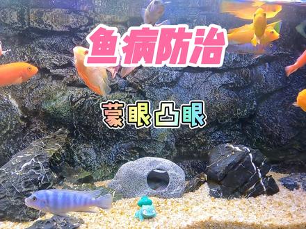 养鱼笔记第2季102集:观赏鱼眼睛白蒙和凸眼,新手看了就明白 #养鱼 #水族 #观赏鱼