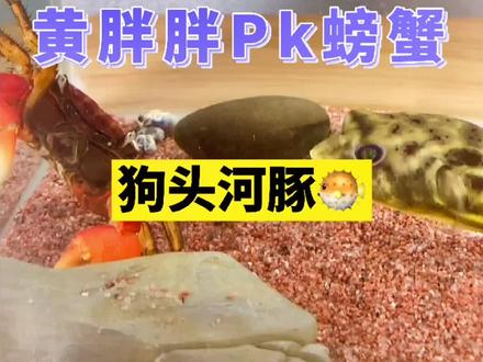 斑马狗头鱼 pk 大钳子螃蟹#爬宠日常 @DOU+小助手