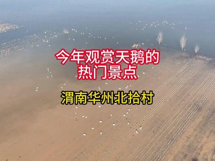 今年观赏天鹅热门景点 #渭南华州北拾村