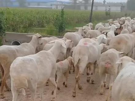 发出的指令,全都可以听懂,一句都没错。这才是会放羊的德国牧羊犬。#德国牧羊犬