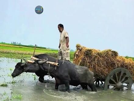 老鳄:原来我是猎物啊! #神奇动物在抖音 #动物的迷惑行为 #搞笑配音