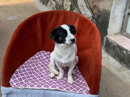 这就嫌烦了吗 #抖音宠物 #狗宝宝