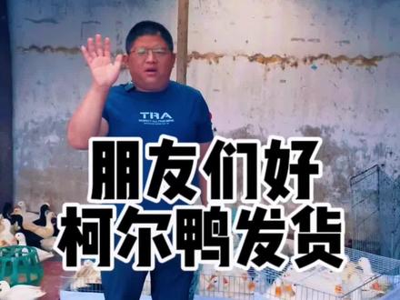 #上热门 #柯尔鸭 #萌宠推荐官#神奇动物在抖音 #萌宠日常记录 柯尔鸭发货柯尔鸭宠物鸭可达鸭