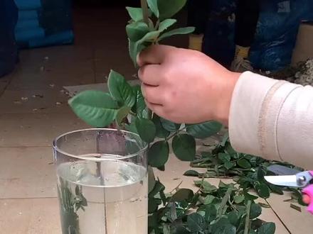 #玫瑰花苗怎么养 种植玫瑰花的,剪切下来插花技巧,种植上一份即可以土培还可以放切花,#养花小知识 #插花技巧