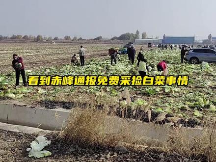 希望以后官方通报都这么发 #赤峰 #红山晚报 #白菜 #农民