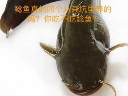 鲶鱼真的是粪鱼吗?你吃不吃鲶鱼?