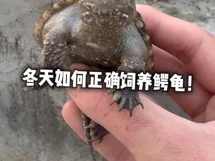 冬天养龟加温饲养和冷水冬眠都是可以的都是健康的