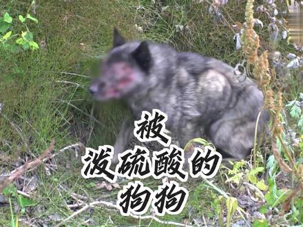 硫酸毁了小狗的脸,它的世界彻底黑了 #救助流浪狗 #可以不爱请别伤害 #狗狗故事 #善待动物 #正能量