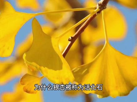 为什么银杏被称为活化石~十万个为什么? #大自然 #银杏 #科普知识 #科普一下 #科学常识 #育儿知识 #身边的风景