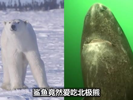 01爱吃北极熊?单身150年的格陵兰睡鲨,咋这么厉害? #海洋动物 #鲨鱼