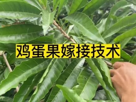 #来抖音学农技 #新农人计划2022 #嫁接技术 #我的乡村生活 #抖音助农 鸡蛋果你们喜欢吃吗?你们又叫鸡蛋果叫什么名?