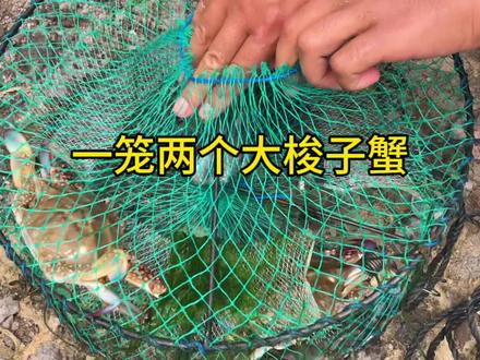老铁们,上梭子蟹啦,个头真大!顺便说一下怎么用升级款蟹笼#户外赶海抓海鲜 #钓螃蟹 #抓螃蟹 #野外抓螃蟹 #蟹笼 @DOU+上热门 @DOU+小助手