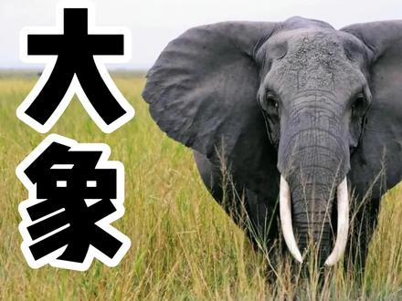 以卵击石——自不量力! #老虎 #大象 #野生动物 #动物园