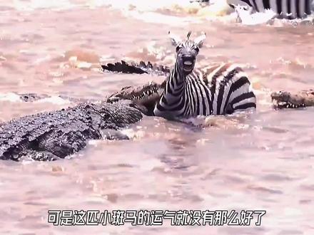 百万食草动物横渡马拉河,壮观而又惨烈,可把鳄鱼们高兴坏了 #野生动物 #鳄鱼 #大迁徙