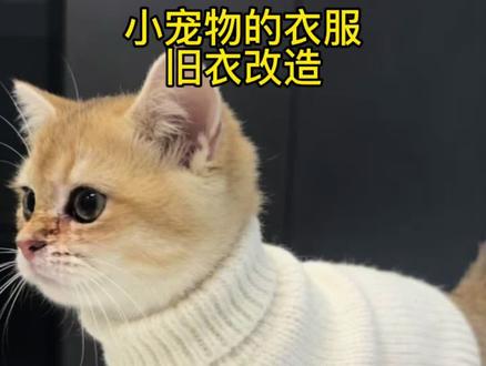 天冷了 不穿的旧衣服 给家里的毛孩子改个衣服吧#旧衣改造#旧衣改造变废为宝 #宠物毛衣