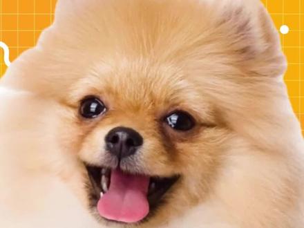 博美为啥不让摸脚丫子?原因这几点!#博美犬的日常 #博美宝宝 #狗狗不让摸 #狗子日常 #狗狗能有什么坏心思