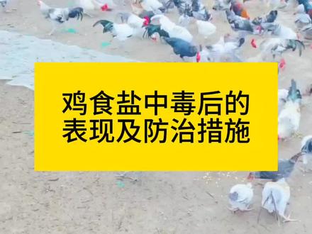 鸡食盐中毒后的表现及防治措施#抖音养鸡人 #科学养鸡 #养鸡人