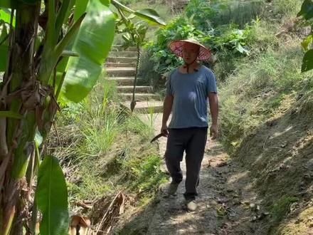 今天给大家做一个芭蕉芯炒五花肉(芭蕉杆芯具有清热解毒、利尿消肿、止血的功效)#乡村味道