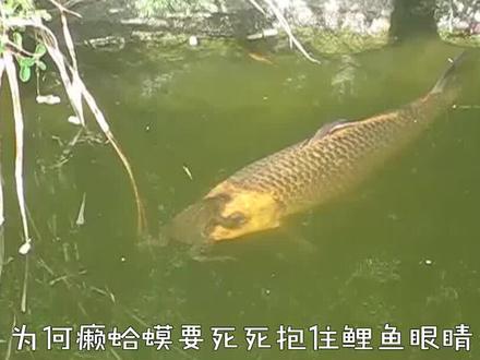 为何癞蛤蟆要死死抱住鲤鱼眼睛,导致鲤鱼死亡,原因有点奇葩