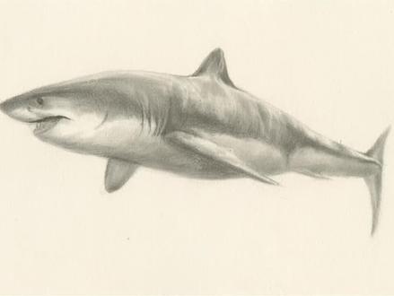 大白鲨真吃人?画大白鲨,素描教程!#画画 #科普 #素描