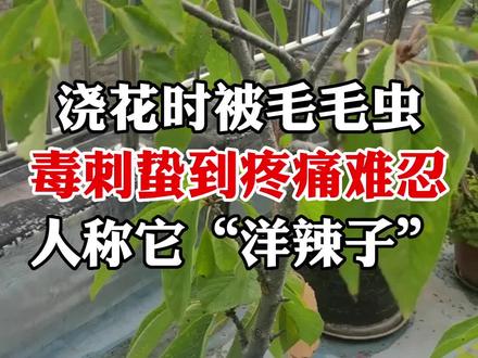 浇花时不小心被几条毛毛虫毒刺蛰到,有烧灼感,疼痛难忍,人称它“洋辣子”,涂什么药好呢#现场实拍 #洋辣子蛰人