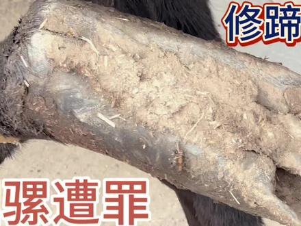 拍修蹄子六年这是最长骡蹄,蹄底有黑洞,切开肉垫半尺长太遭罪了